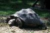 Rùa (384Wx256H) - Tortoise 