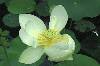 Hoa sen (384Wx256H) - Lotus 
