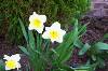Hoa thủy tiên vàng (384Wx256H) - Daffodil 